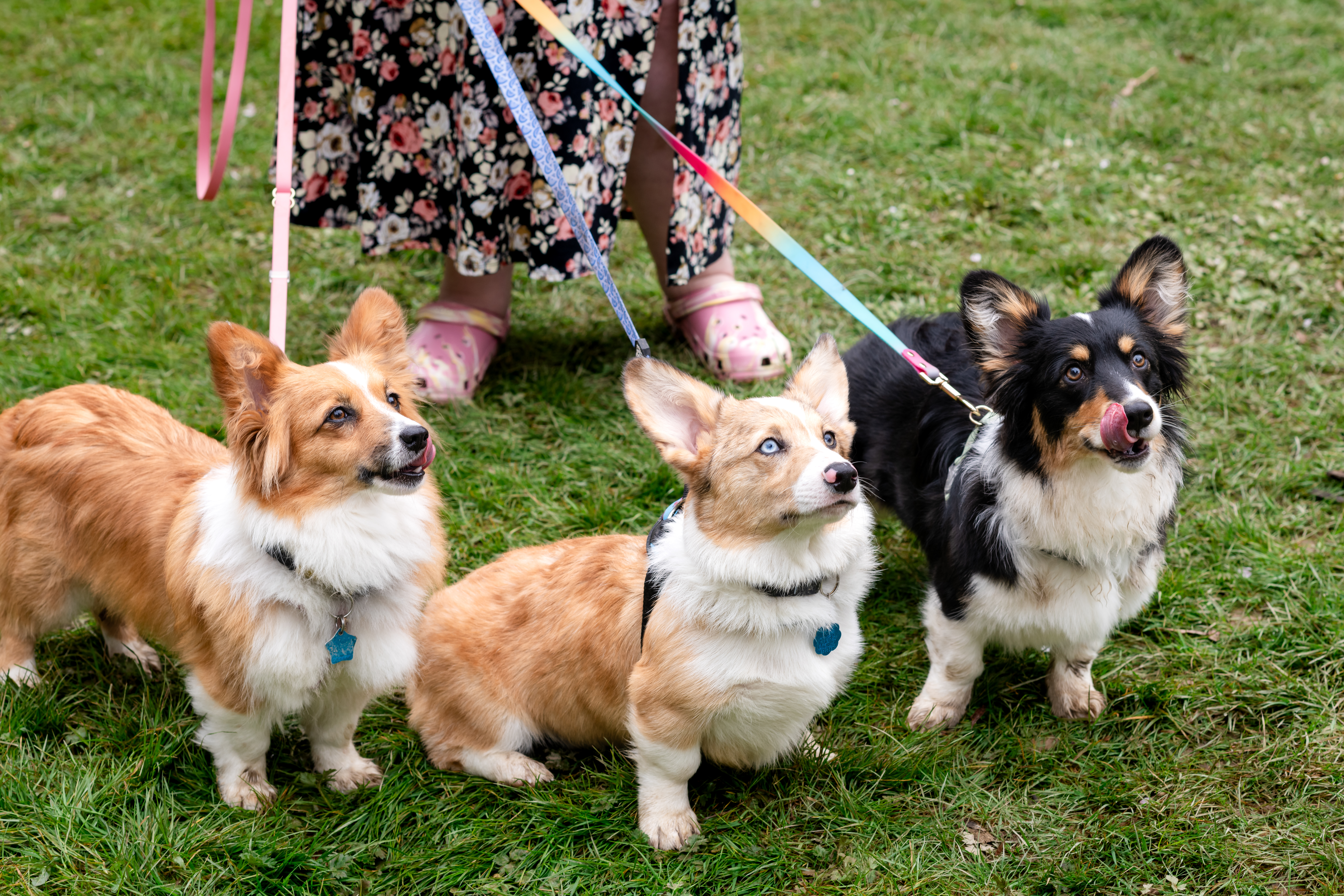 Corgi trio adventure photo