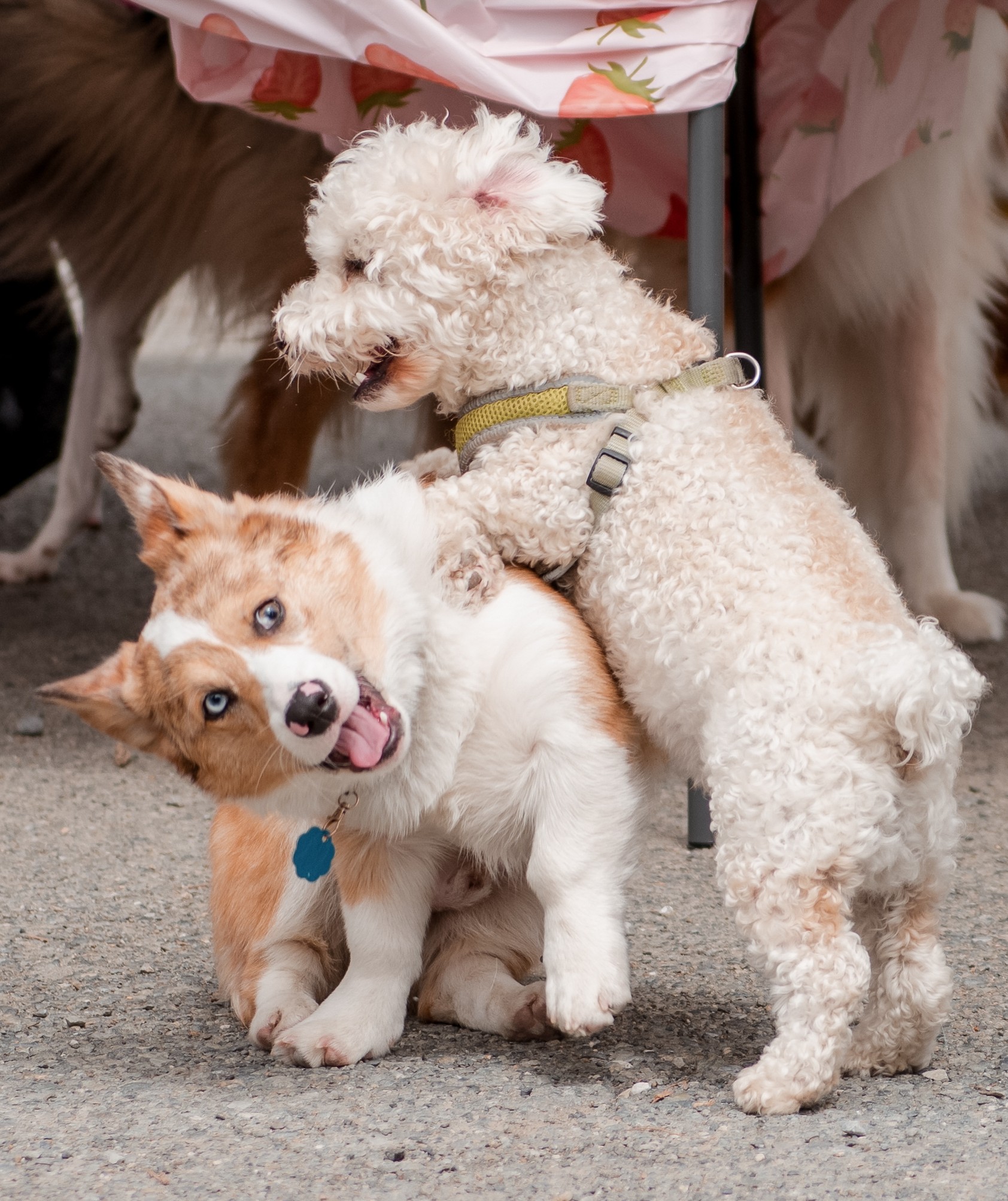 Corgi trio portrait